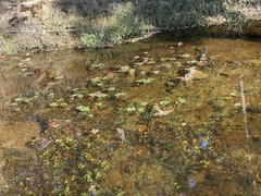 Ludwigia peploides glabrescens
