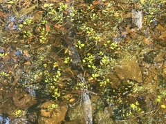 Ludwigia peploides glabrescens