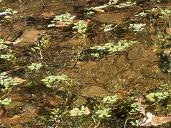 Ludwigia peploides glabrescens