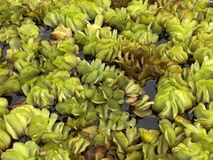 Salvinia