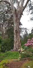 Eucalyptus cypellocarpa