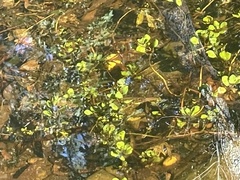 Ludwigia peploides glabrescens