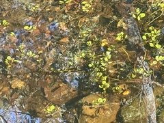 Ludwigia peploides glabrescens