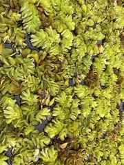 Salvinia