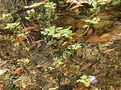 Ludwigia peploides glabrescens