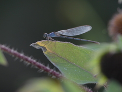 Argia moesta