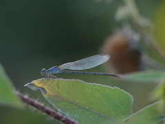 Argia moesta