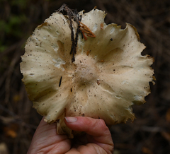 Leucopaxillus gentianeus