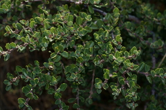 Ceanothus perplexans