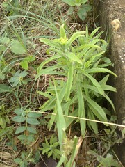 Castilleja arvensis arvensis