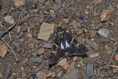 Melipotis punctifinis