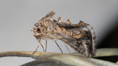 Chrysodeixis argentifera