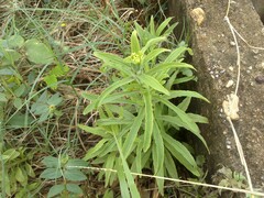 Castilleja arvensis arvensis