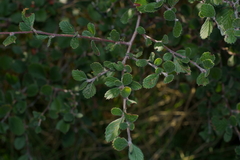 Cercocarpus betuloides