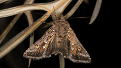 Chrysodeixis argentifera