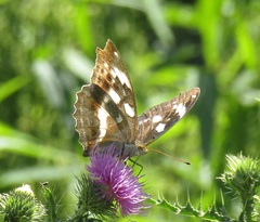 Argynnis sagana