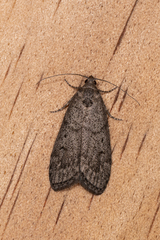 Heteromicta pachytera