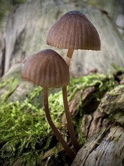 Mycena alcalina