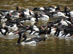 Anseranas semipalmata