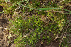 Galium andrewsii