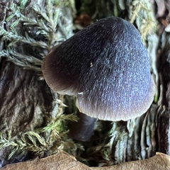 Mycena alcalina