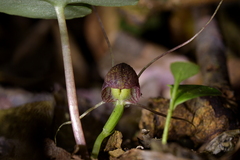 Corybas sulcatus