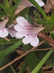 Scaevola