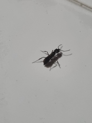 Odontomachus
