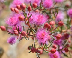 Verticordia monadelpha