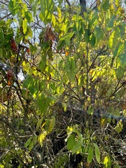 Cephalanthus occidentalis