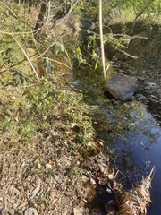 Ludwigia peploides glabrescens