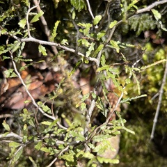 Elaeocarpus hookerianus