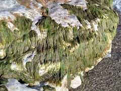 Cladophora glomerata