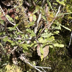 Elaeocarpus hookerianus