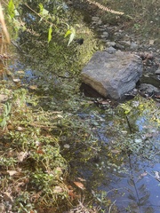 Ludwigia peploides glabrescens