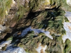 Cladophora glomerata