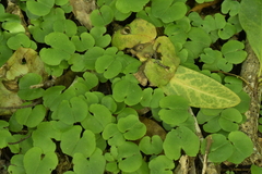 Corybas sulcatus