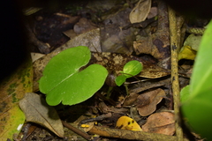 Corybas sulcatus