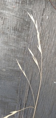 Bromus catharticus