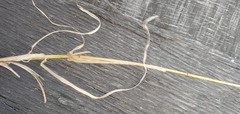 Bromus catharticus