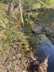 Ludwigia peploides glabrescens