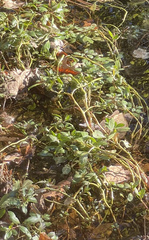 Ludwigia peploides glabrescens