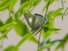Eirmocides absimilis