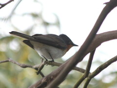 Myiagra cyanoleuca