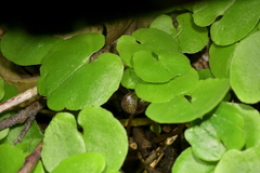 Corybas sulcatus