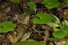 Corybas sulcatus