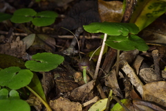 Corybas sulcatus