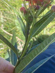 Danaus gilippus