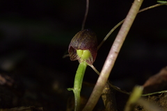 Corybas sulcatus