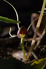 Corybas sulcatus